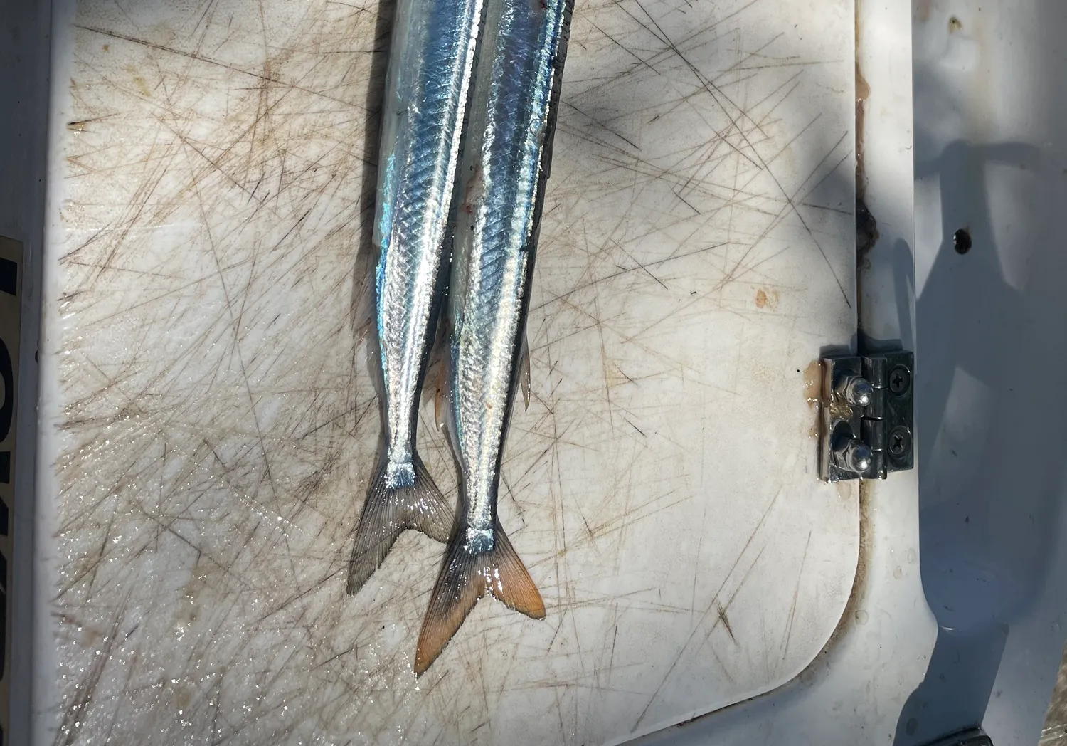 Eastern sea garfish