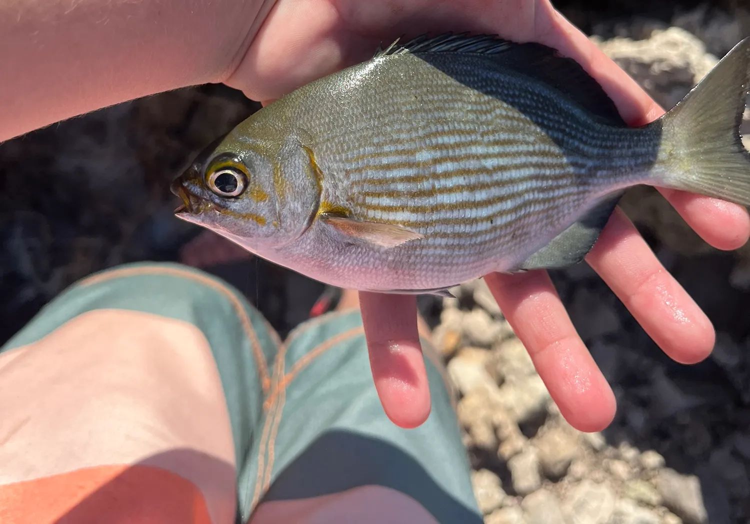 Bermuda sea chub