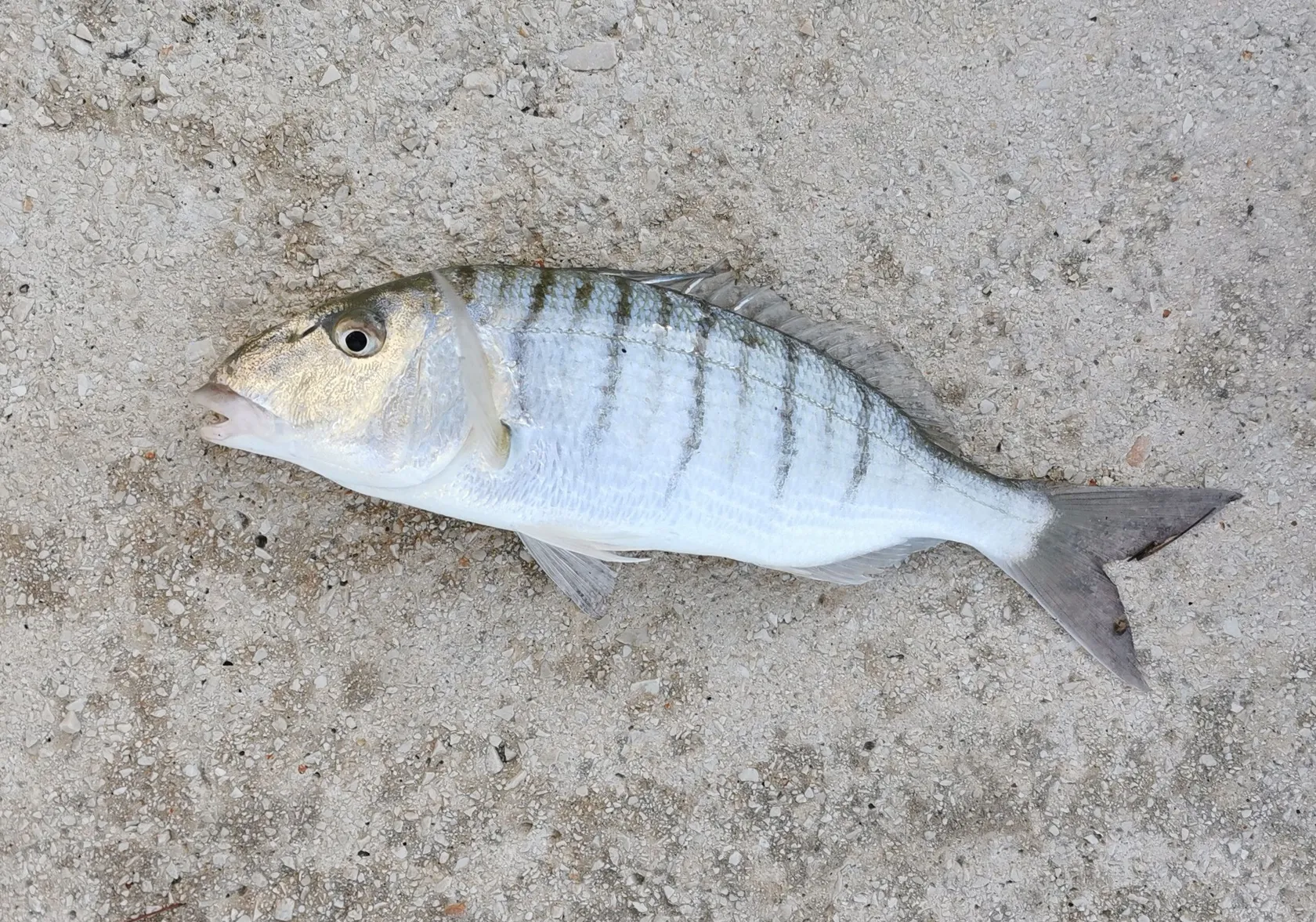 Striped seabream