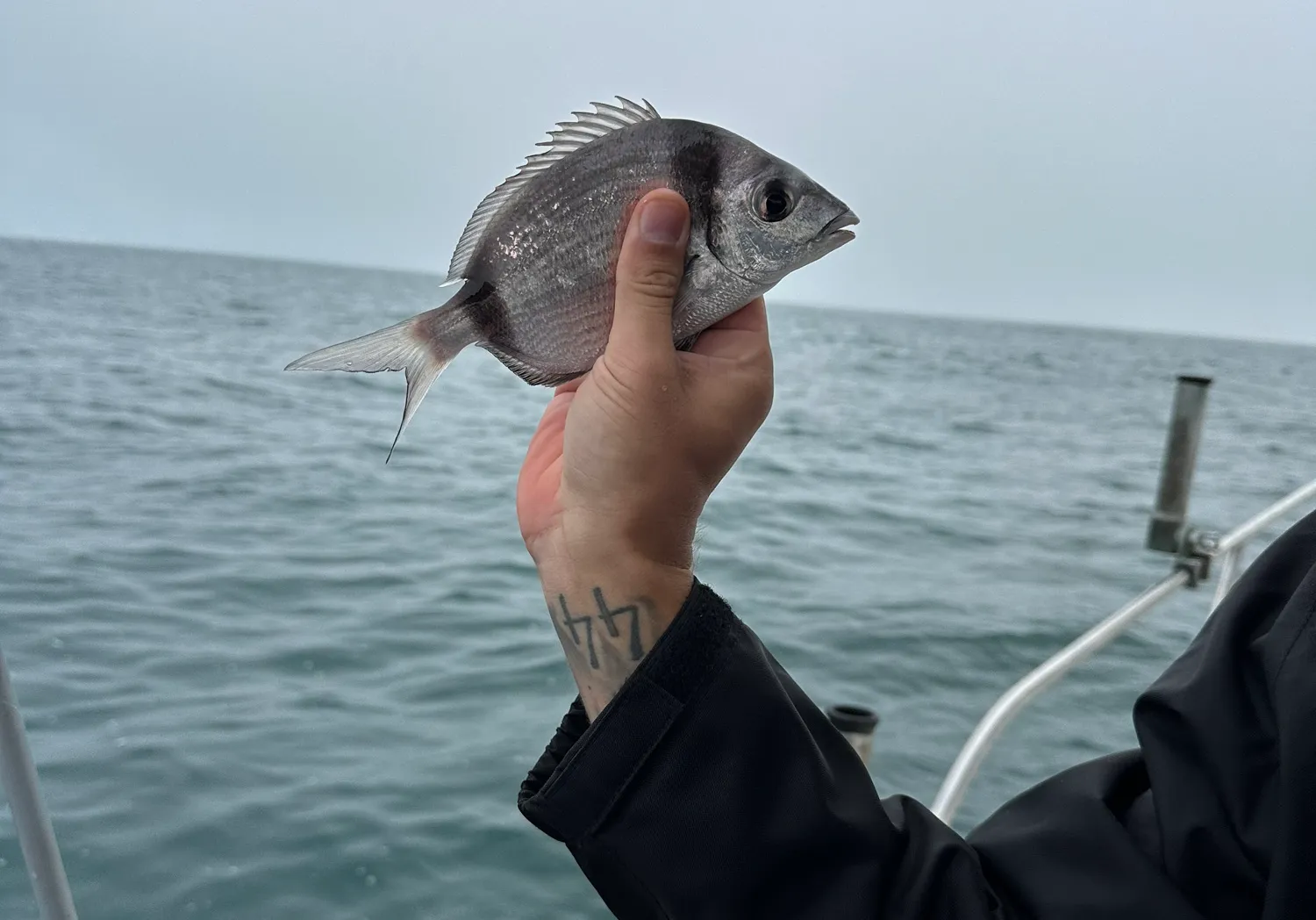 Common two-banded seabream