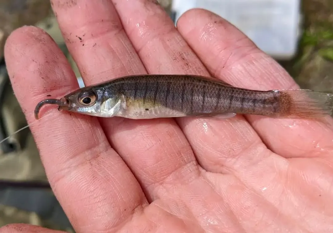 Banded killifish