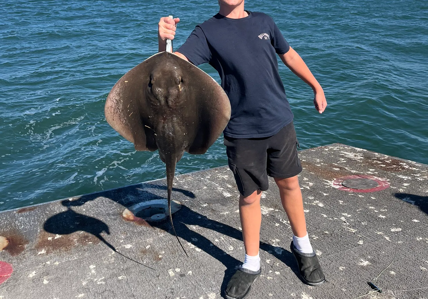 Honeycomb stingray