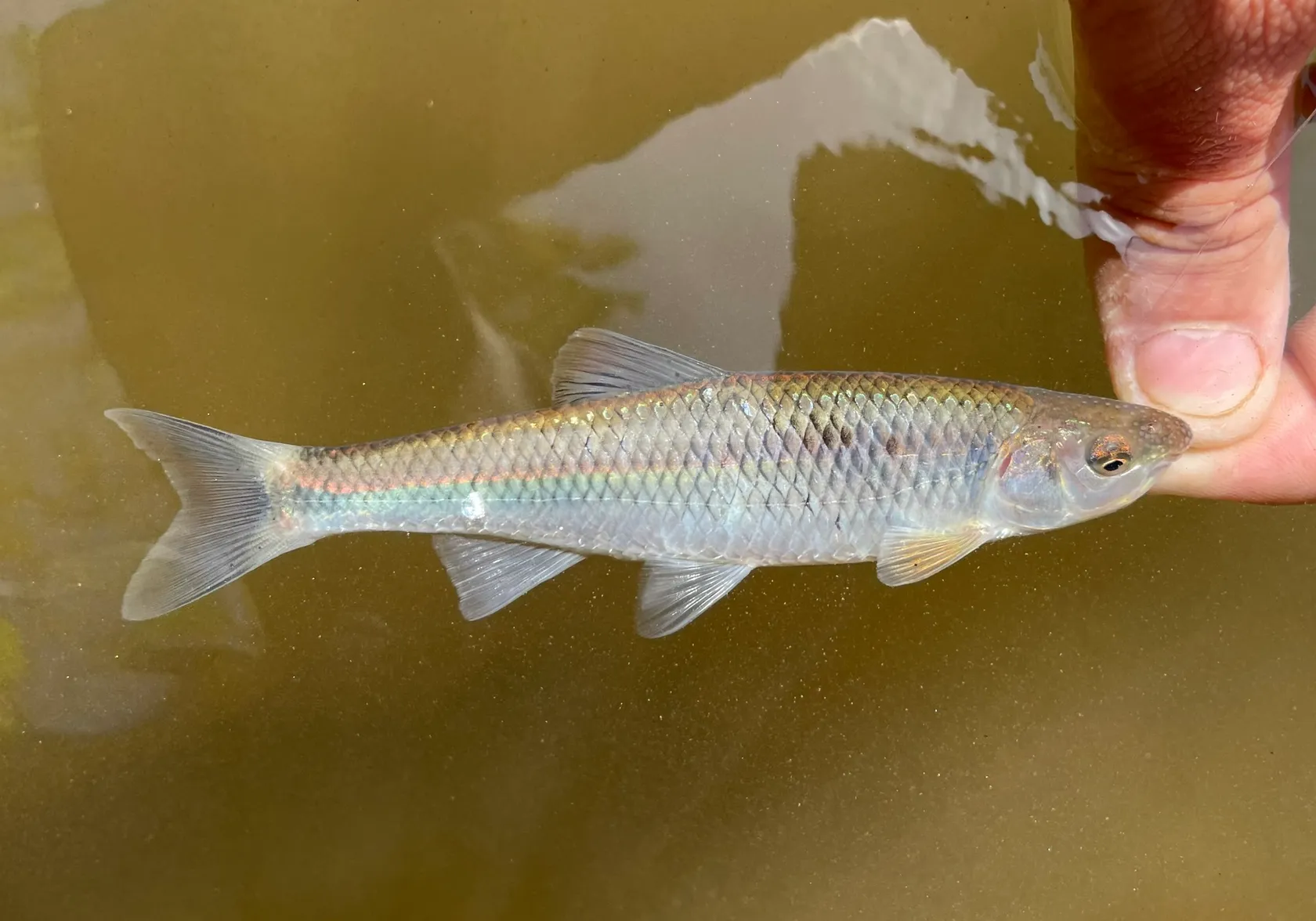 Whitetail shiner