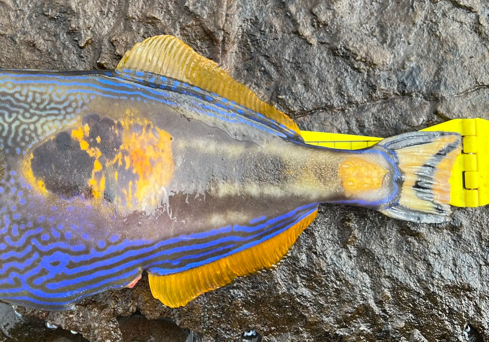 Six-spined leatherjacket