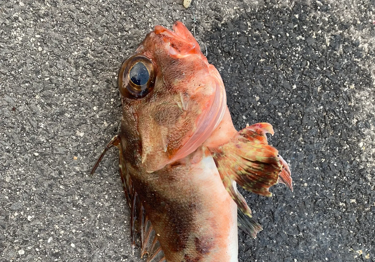 Red gurnard