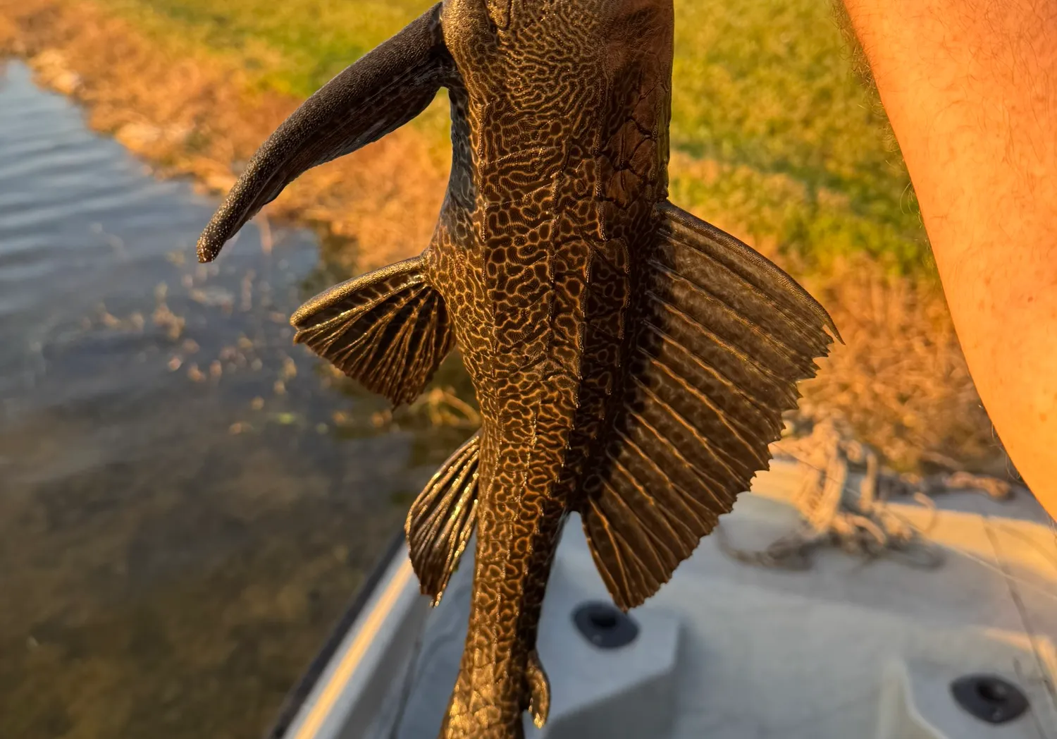 Snow Pleco