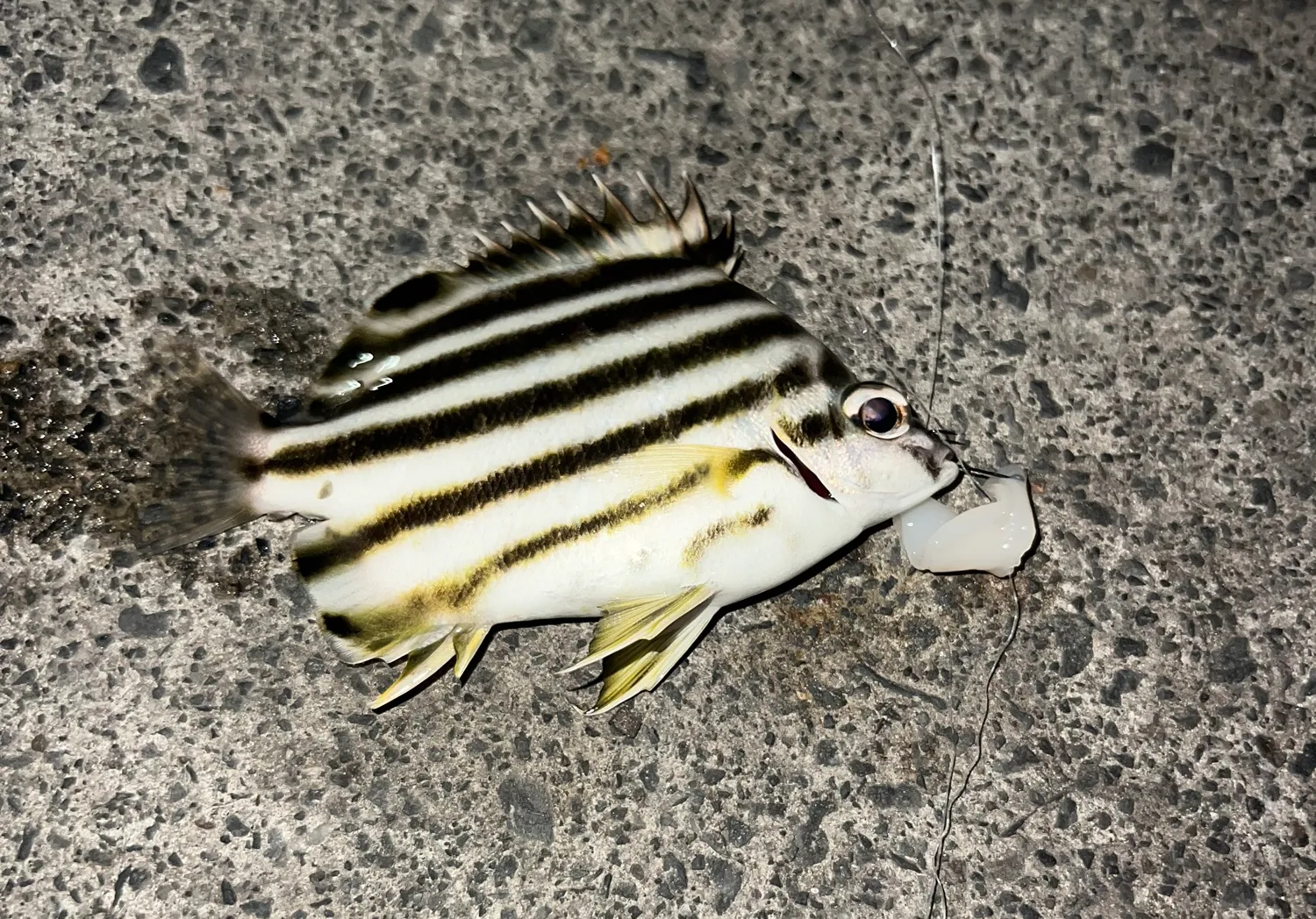 Zebra fish