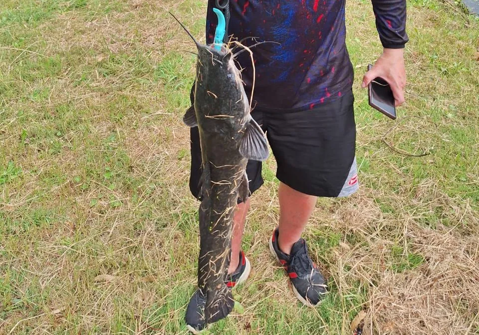 Blunt-toothed African catfish