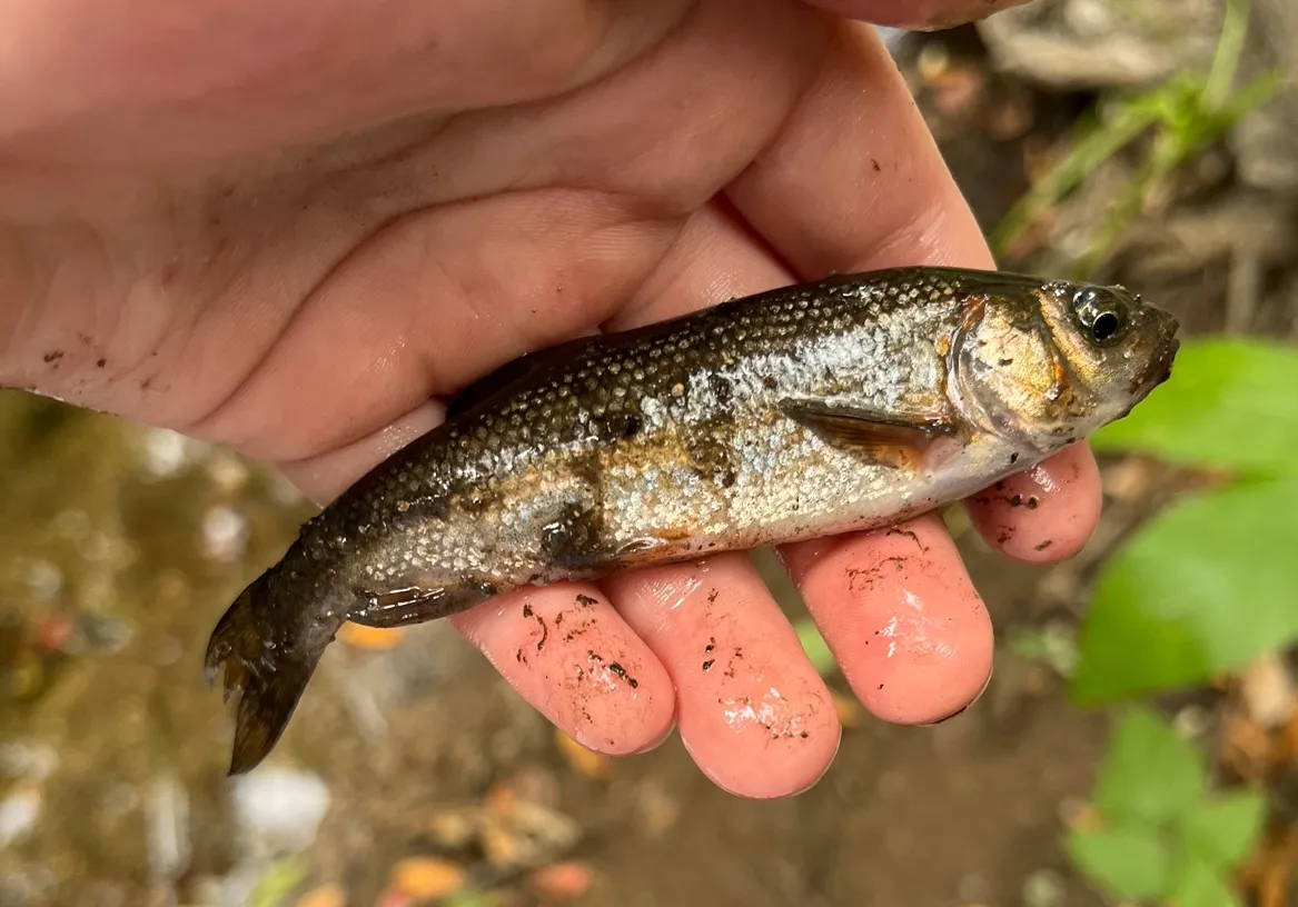 White shiner