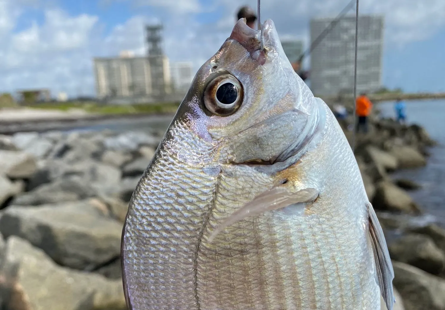 Silver porgy