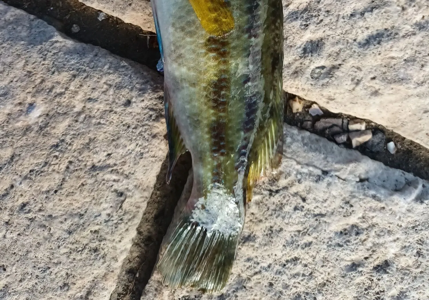 East Atlantic peacock wrasse