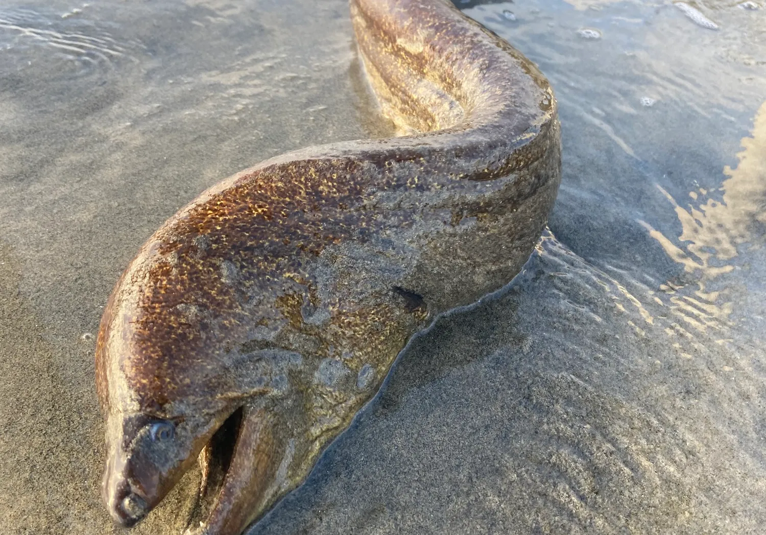 Brown moray