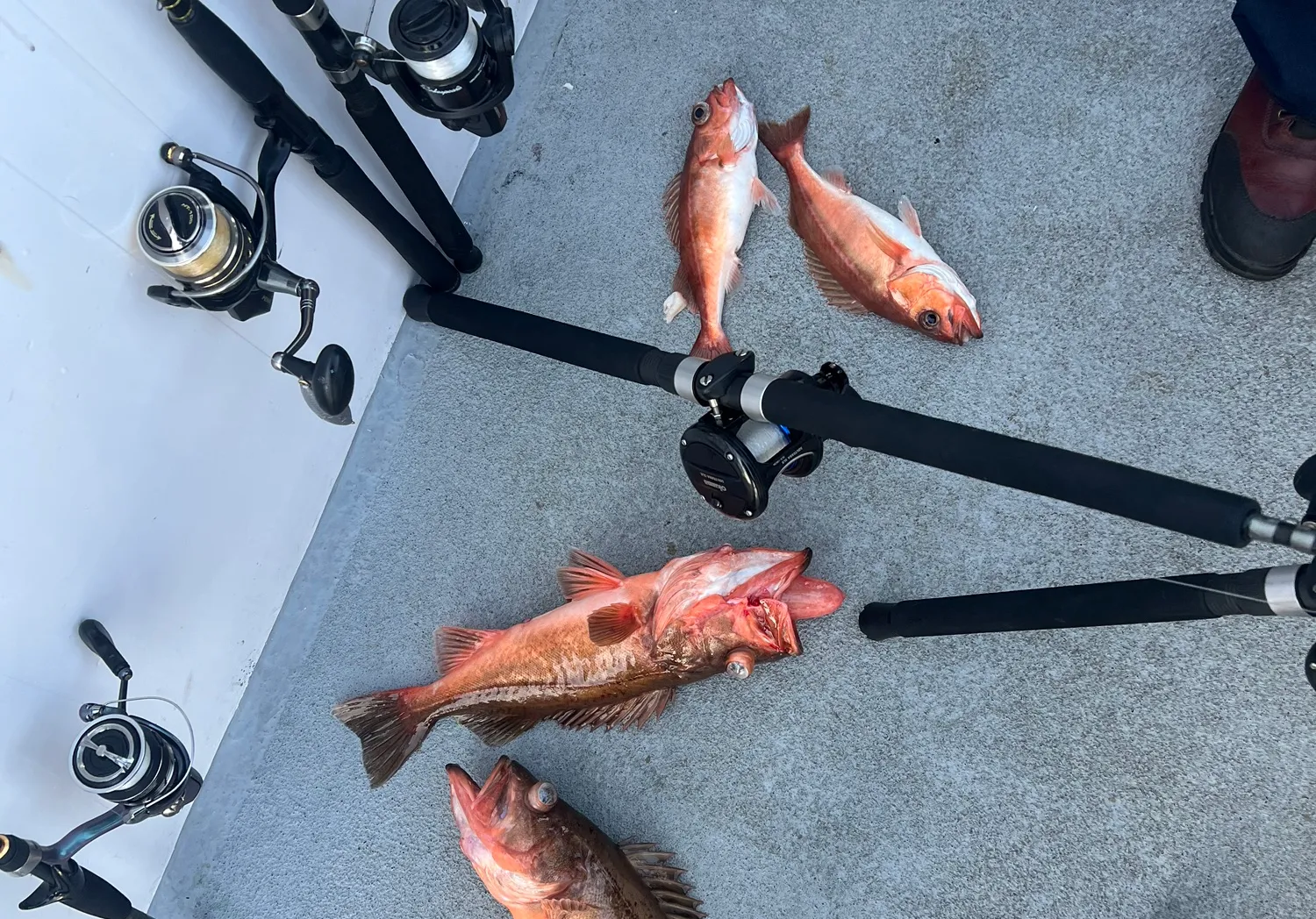 Yellowfin grouper