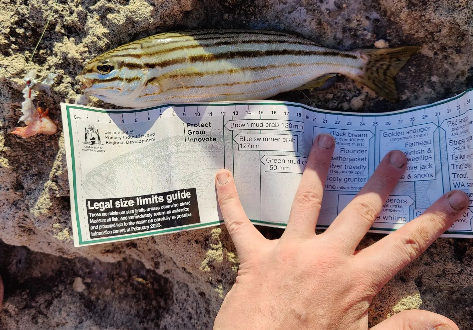 Western striped grunter