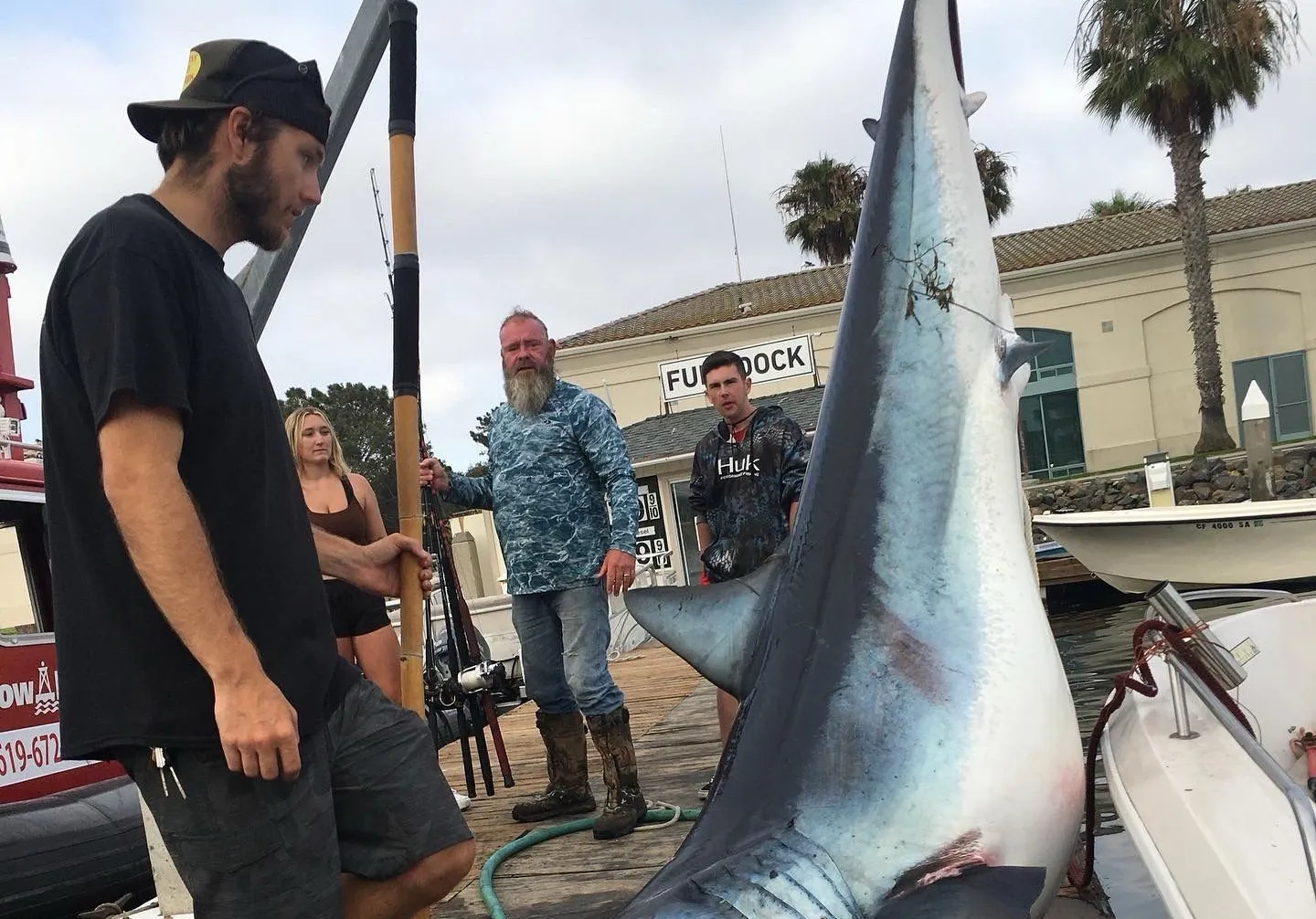 Shortfin mako shark