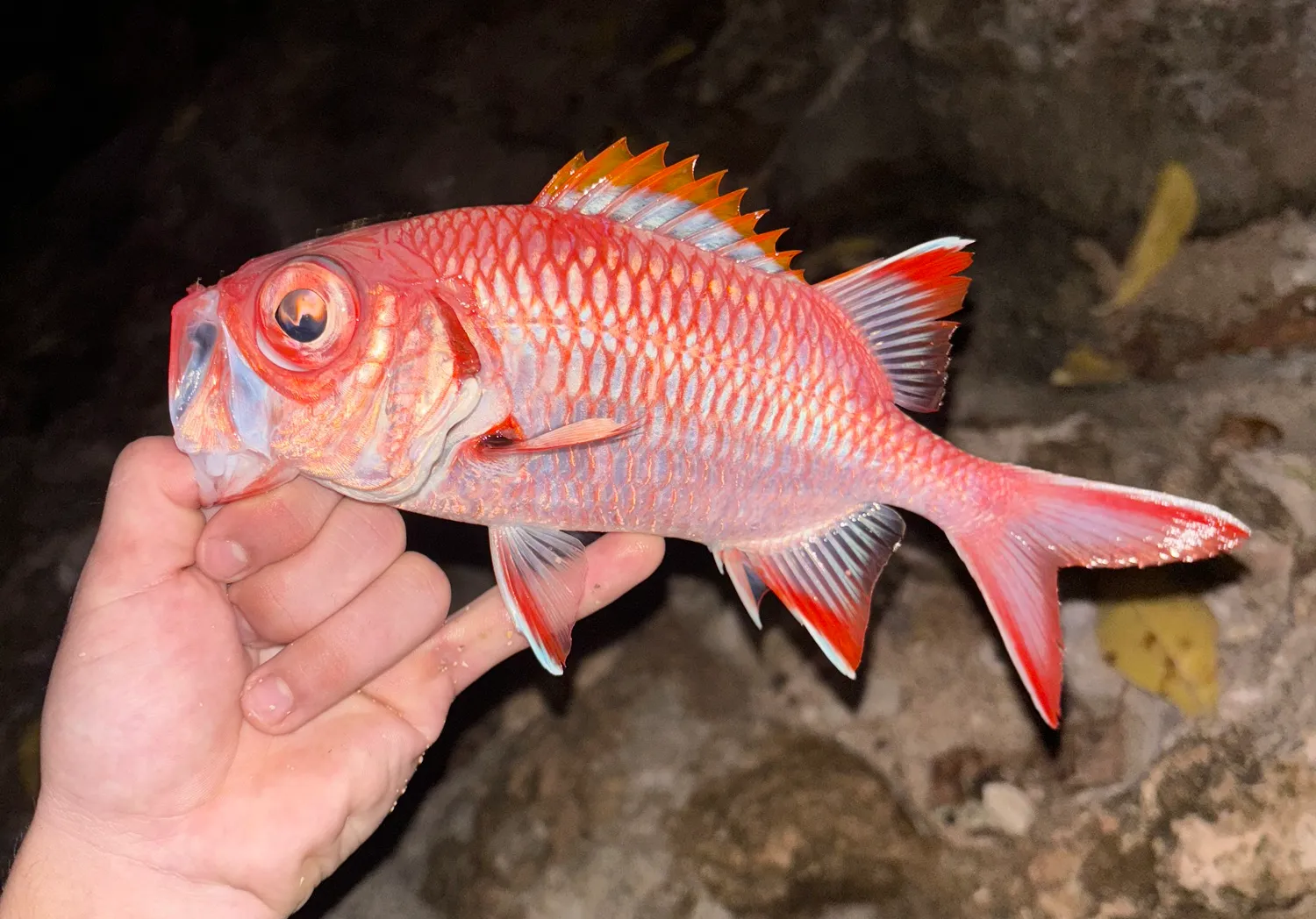 Brick soldierfish