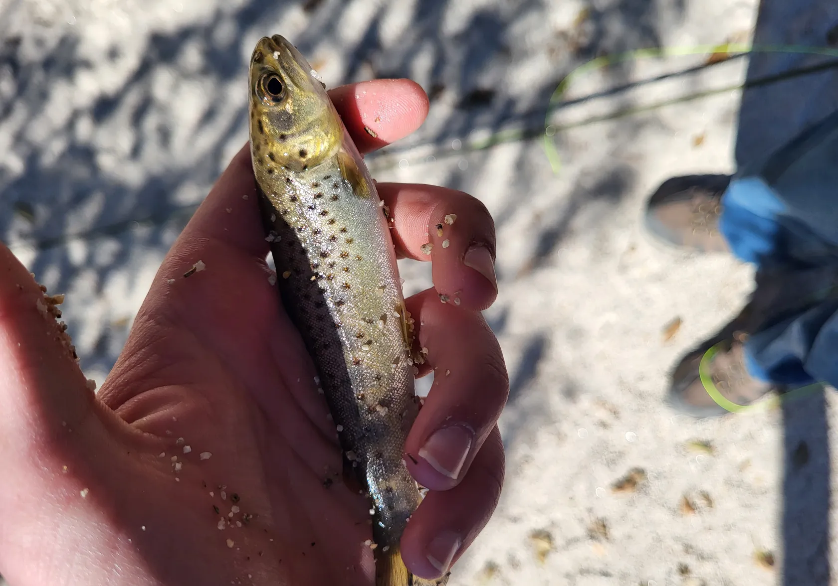 Apache trout