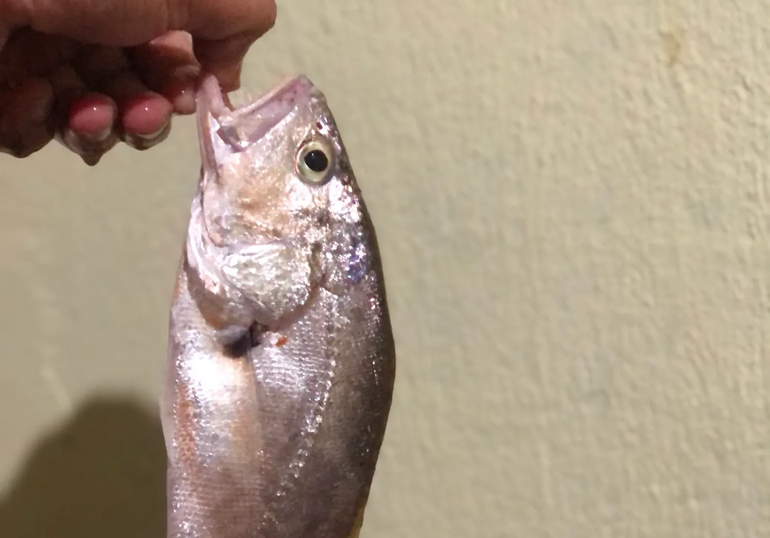 South American silver croaker