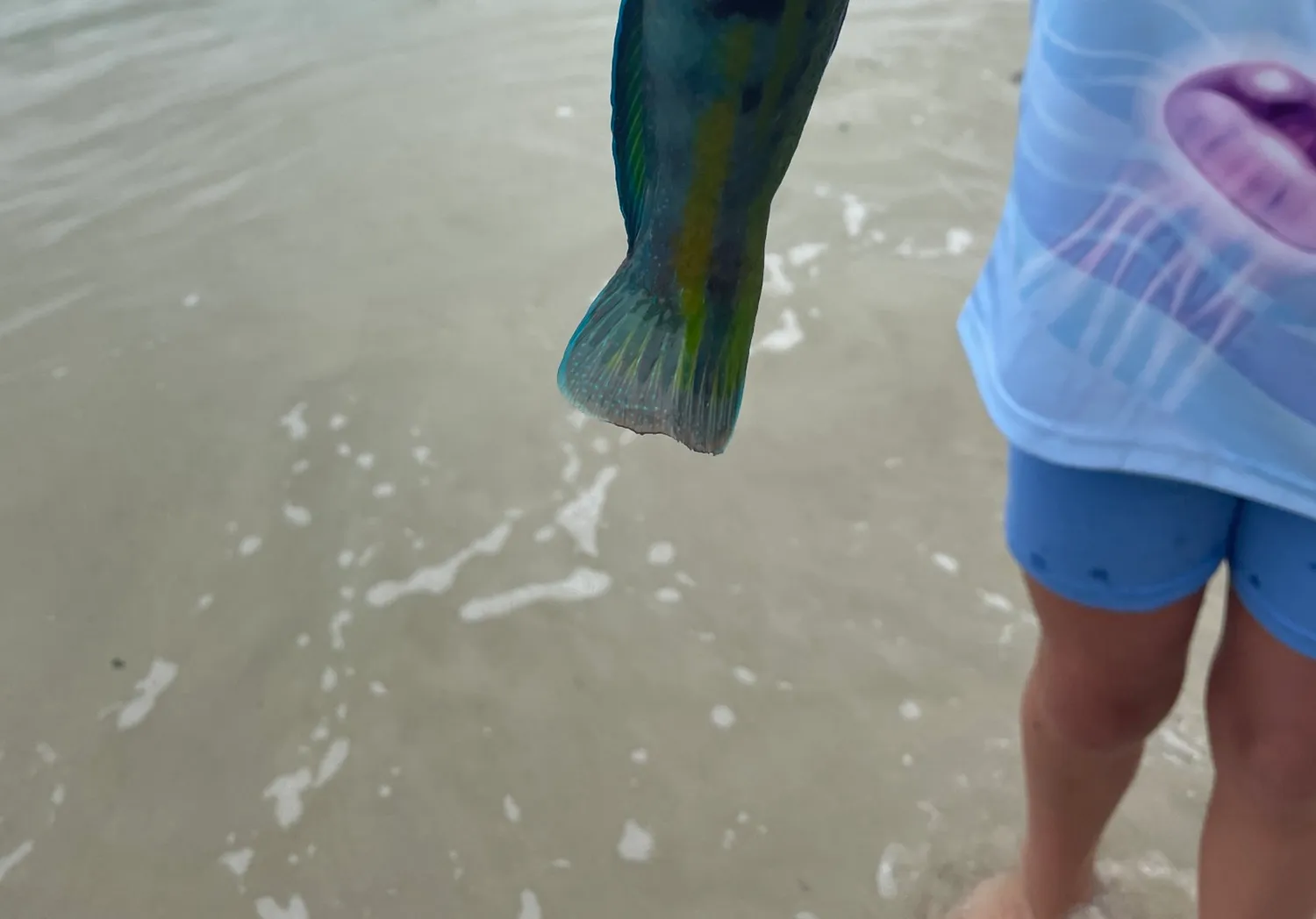 Patrician wrasse