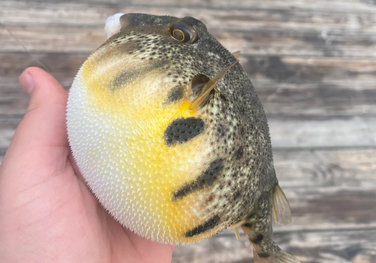 Northern puffer