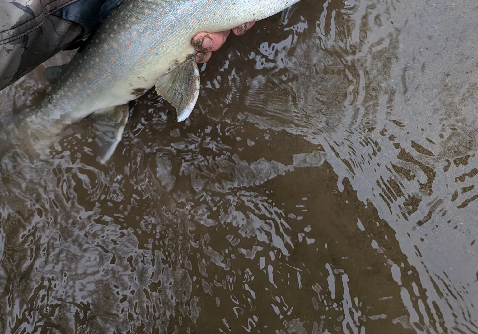 Bull trout