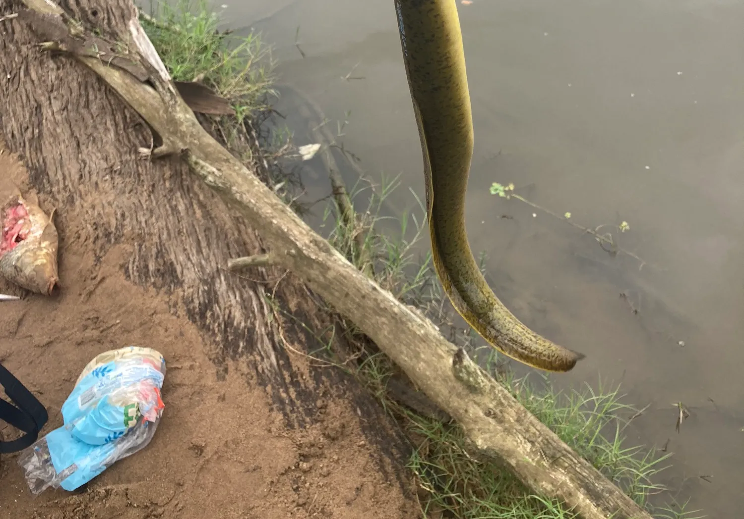 Shortfin eel