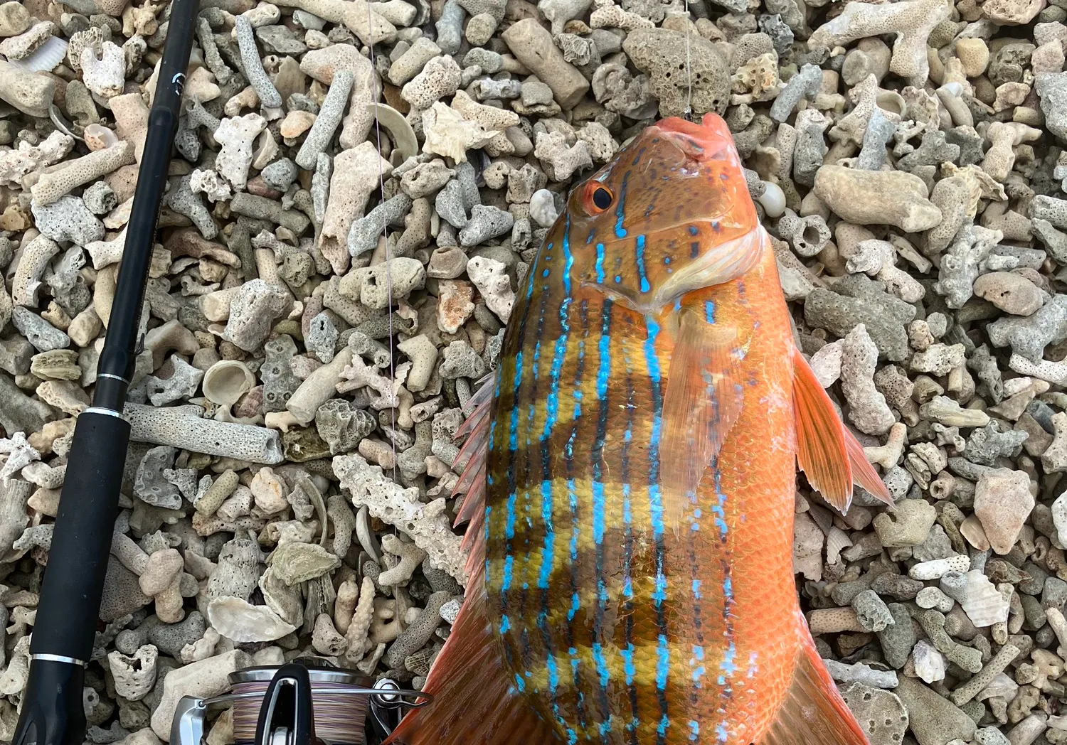 Chinaman snapper