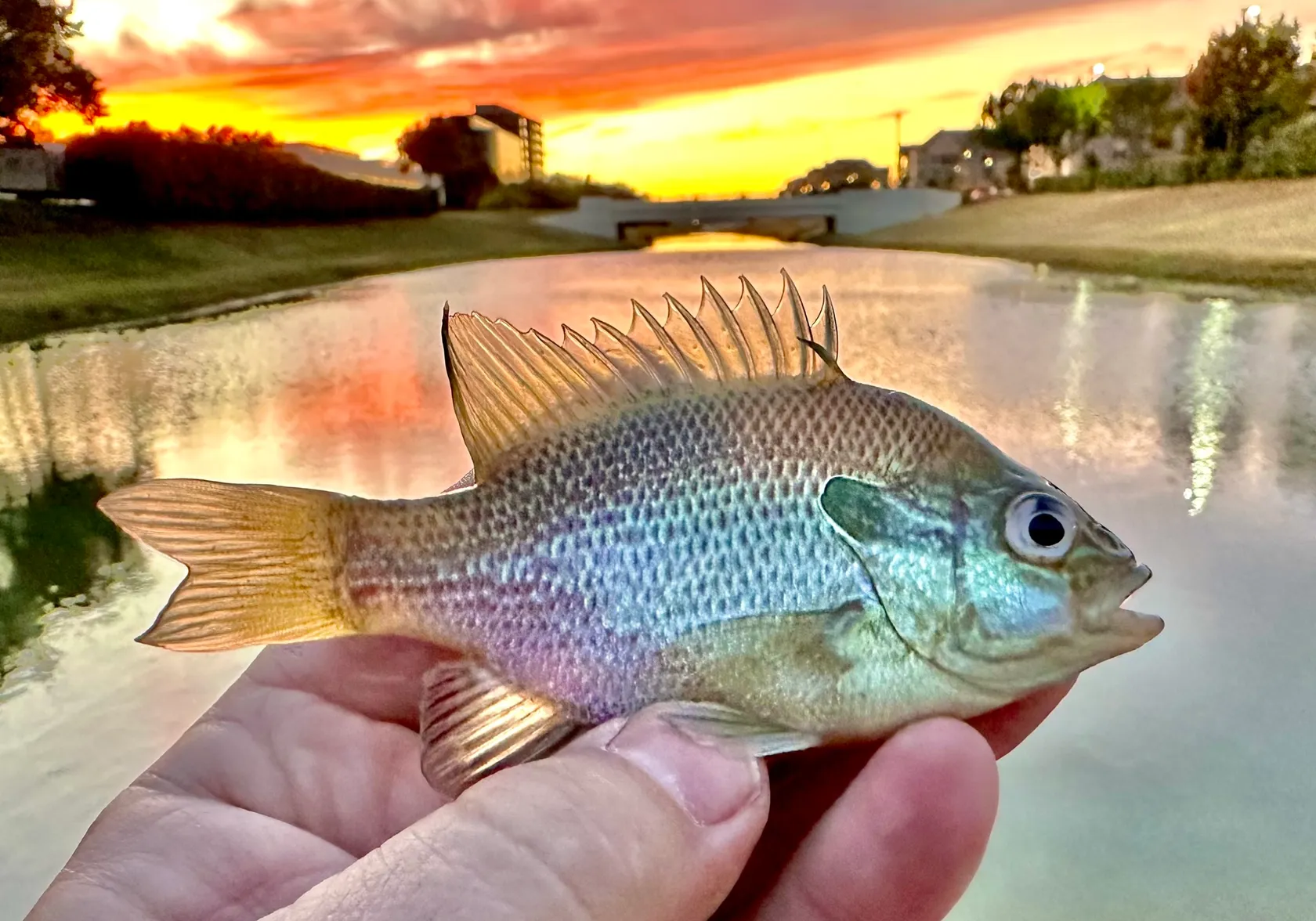 Longear sunfish