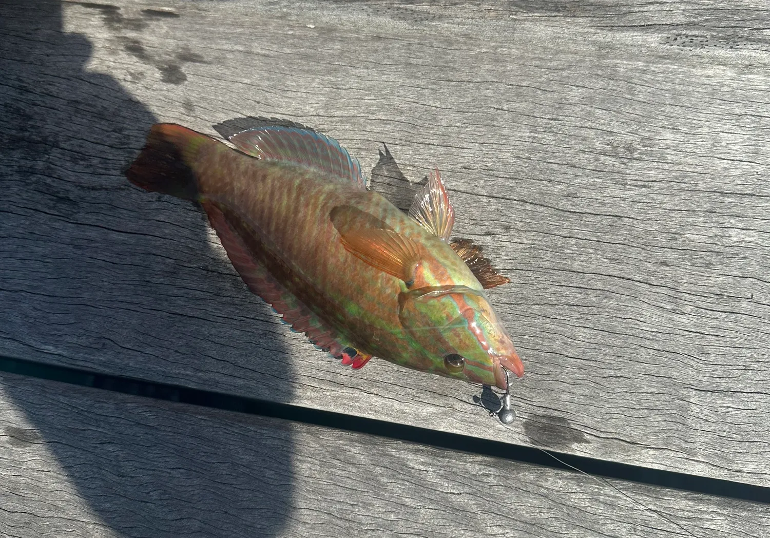 Rainbow slender wrasse