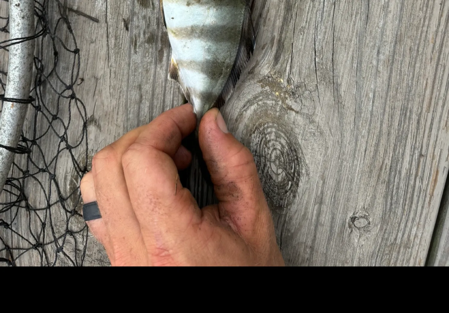 Banded Rudderfish