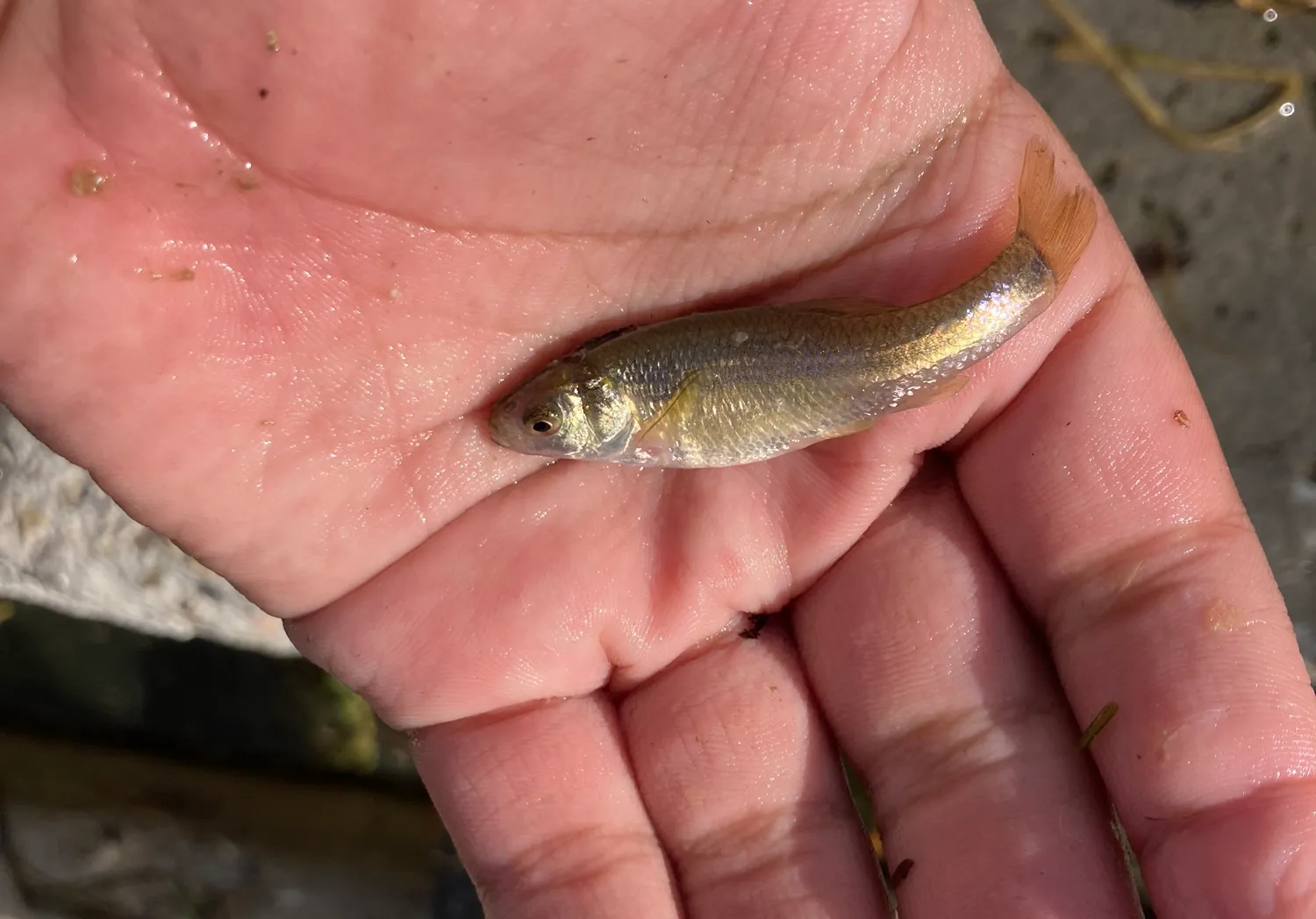 Redside shiner