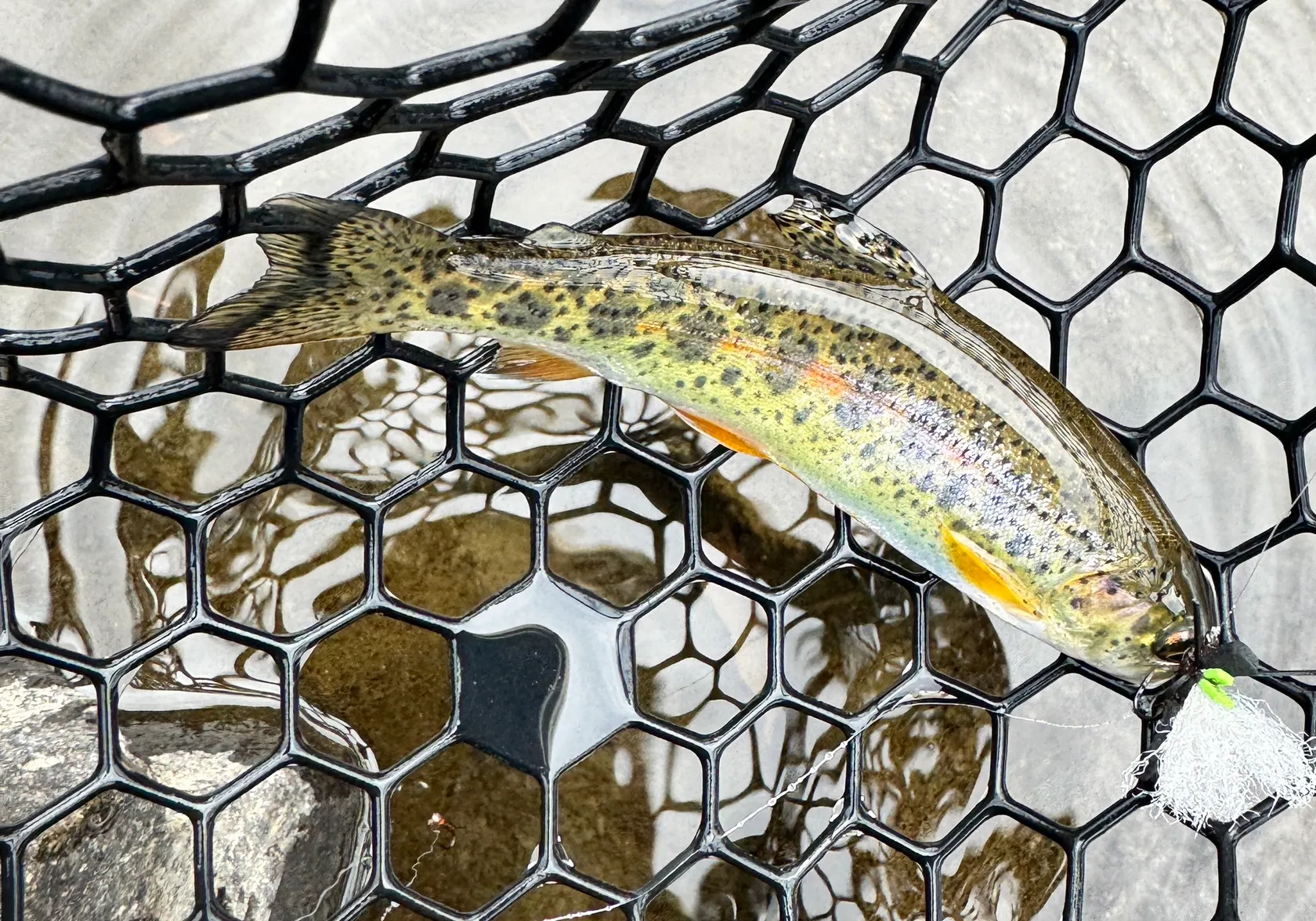 Greenback cutthroat trout