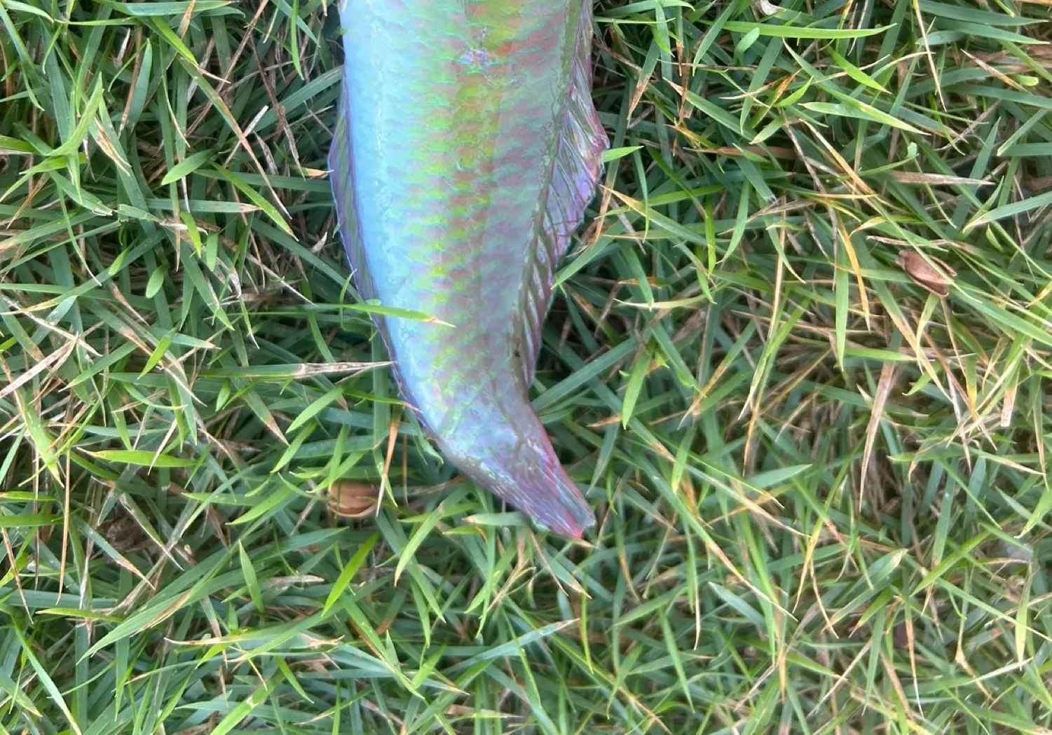 Blackear wrasse