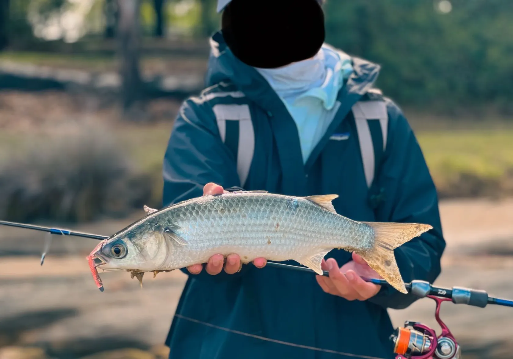 Striped mullet