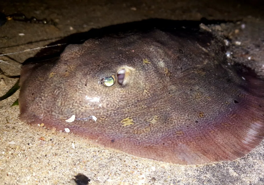 Common stingray