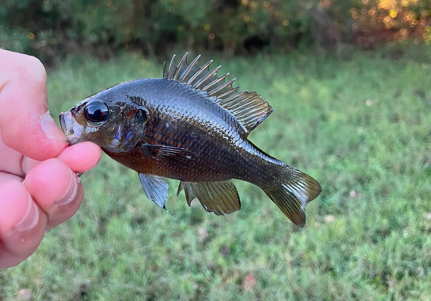 Redspotted sunfish