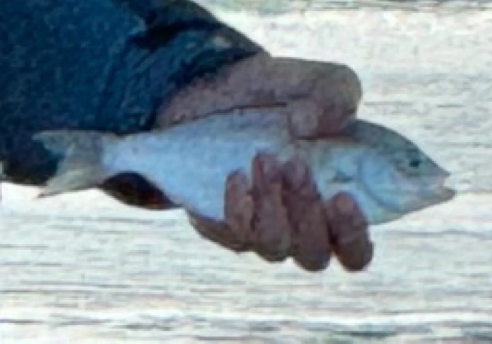 Silver surfperch