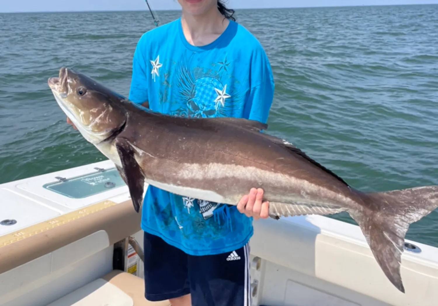 Cobia