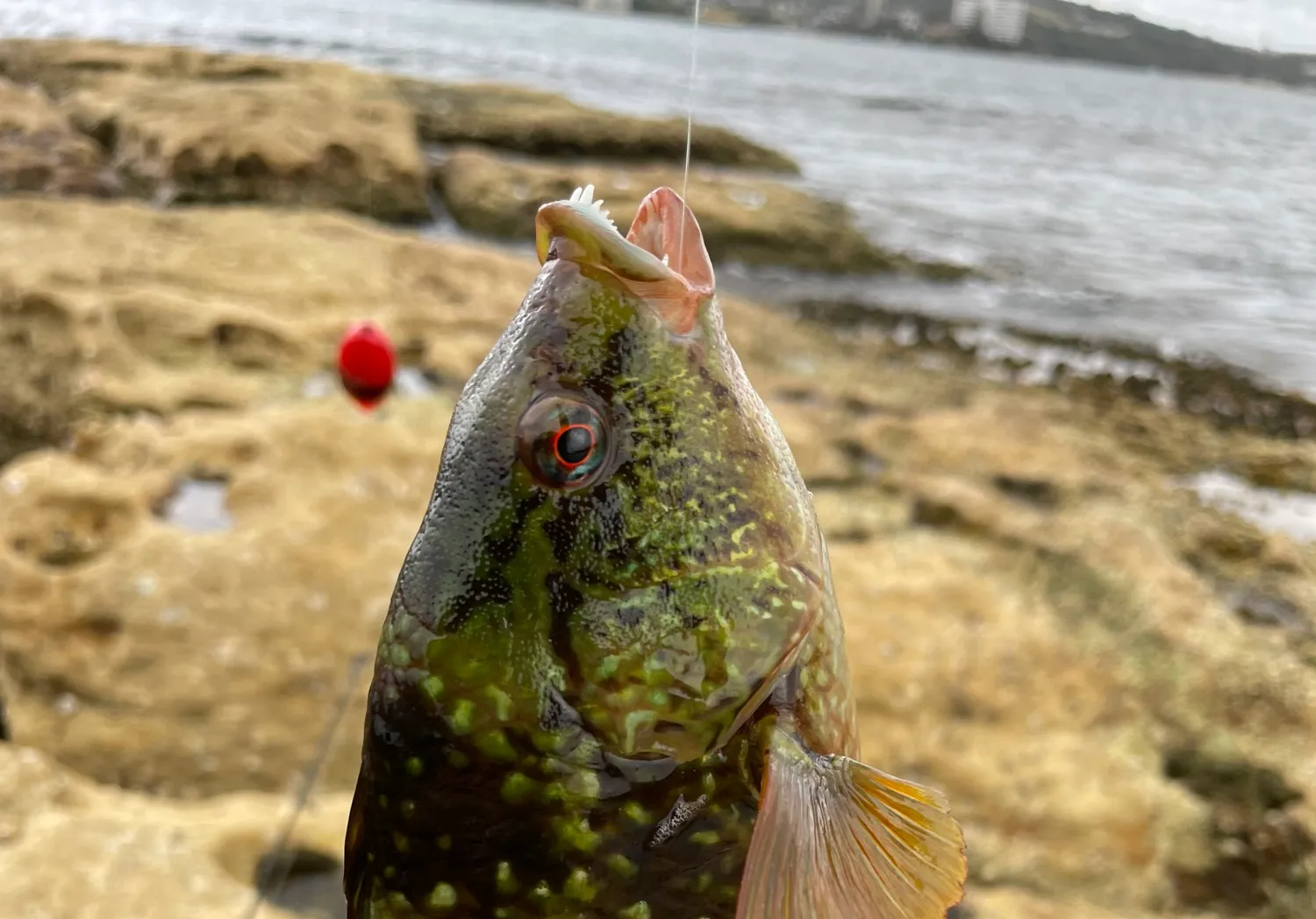 Rock wrasse