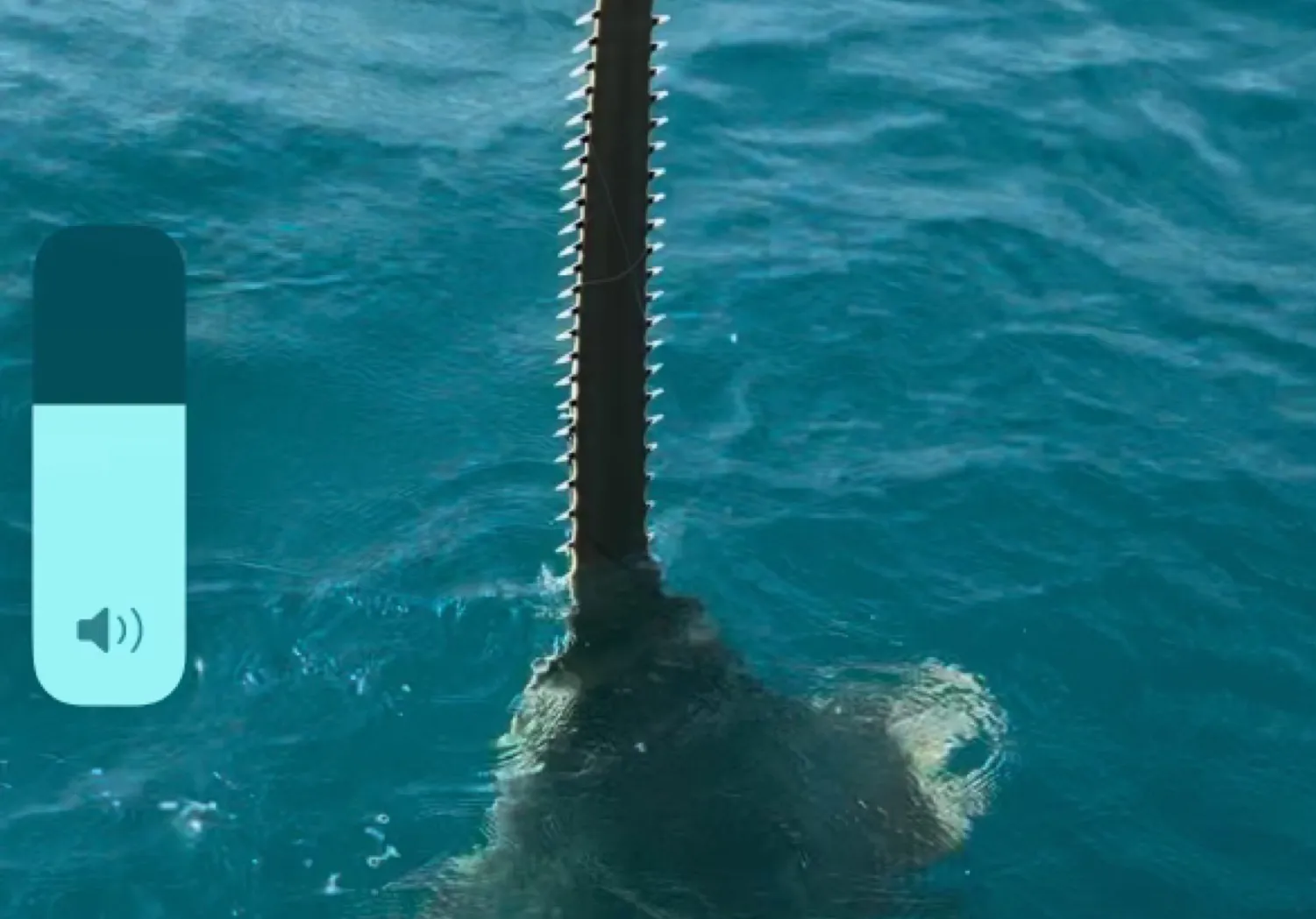 Largetooth sawfish