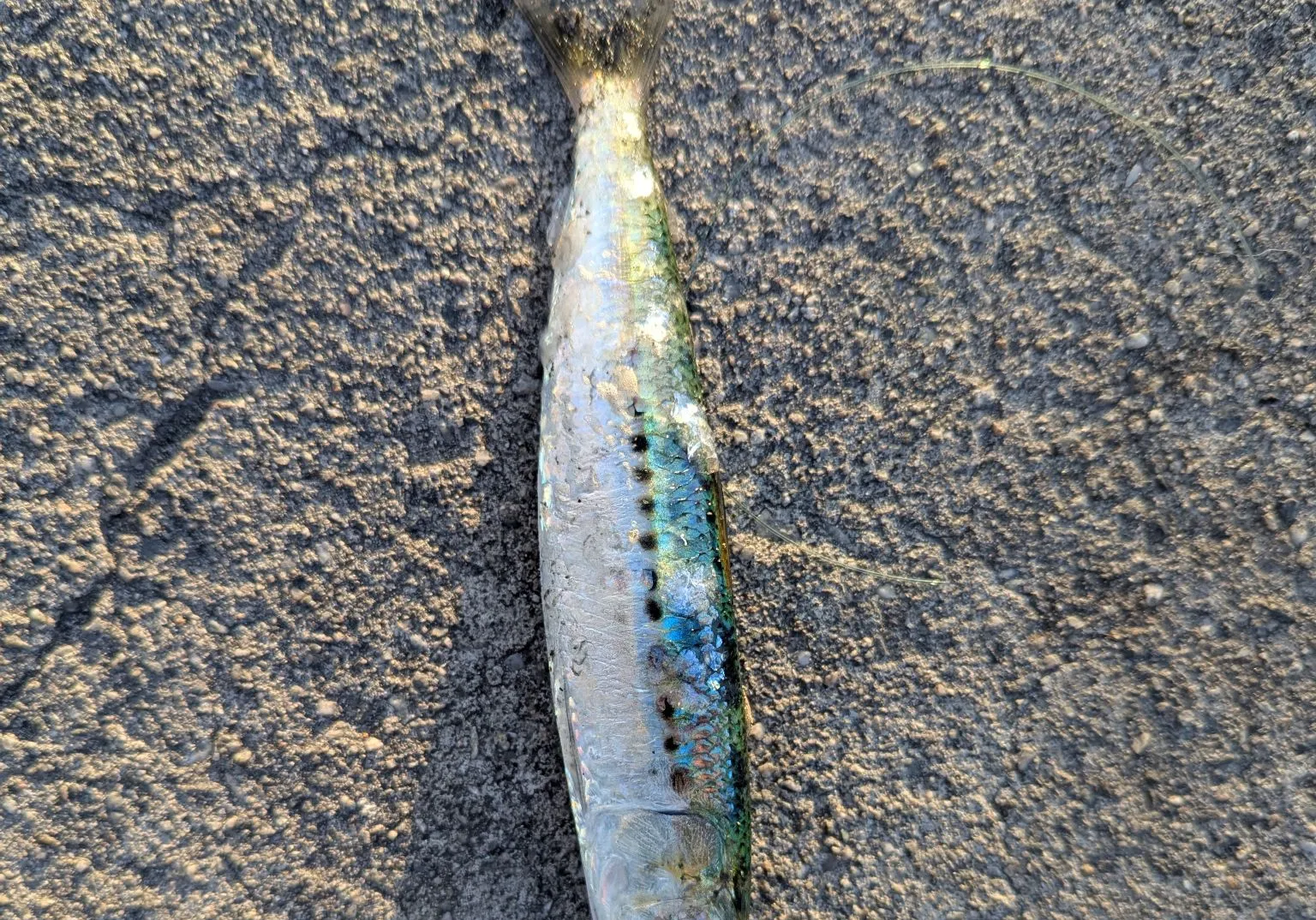 Japanese pilchard