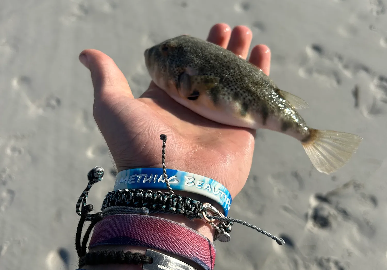 Northern puffer