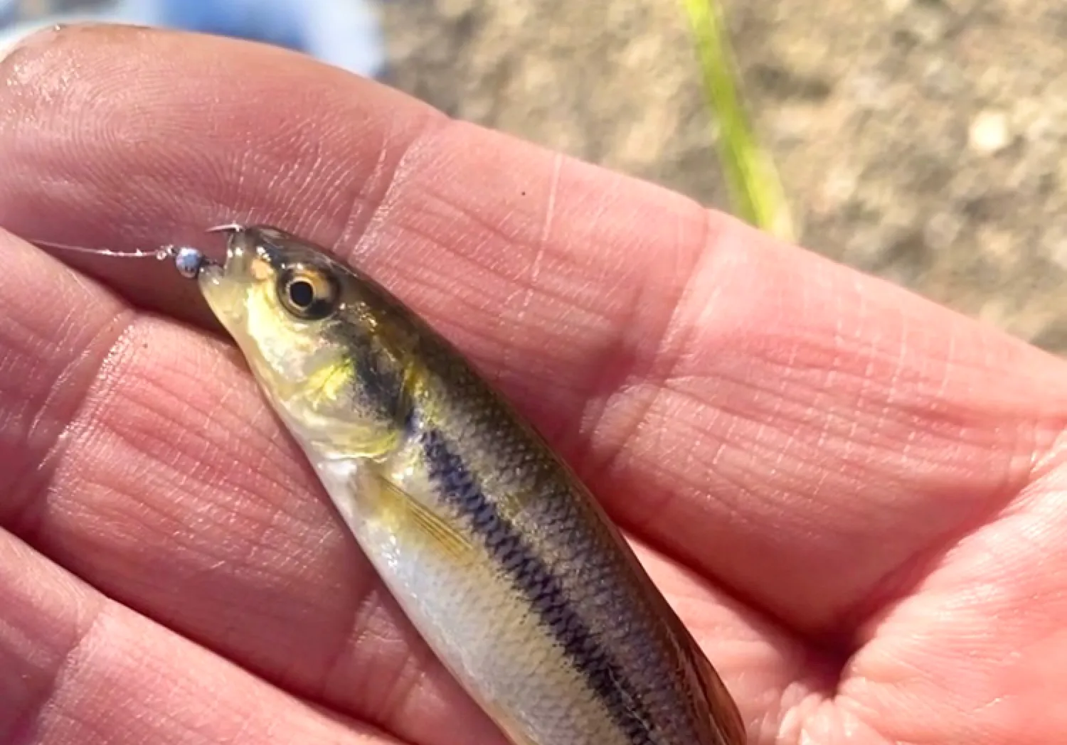 Eastern blacknose dace