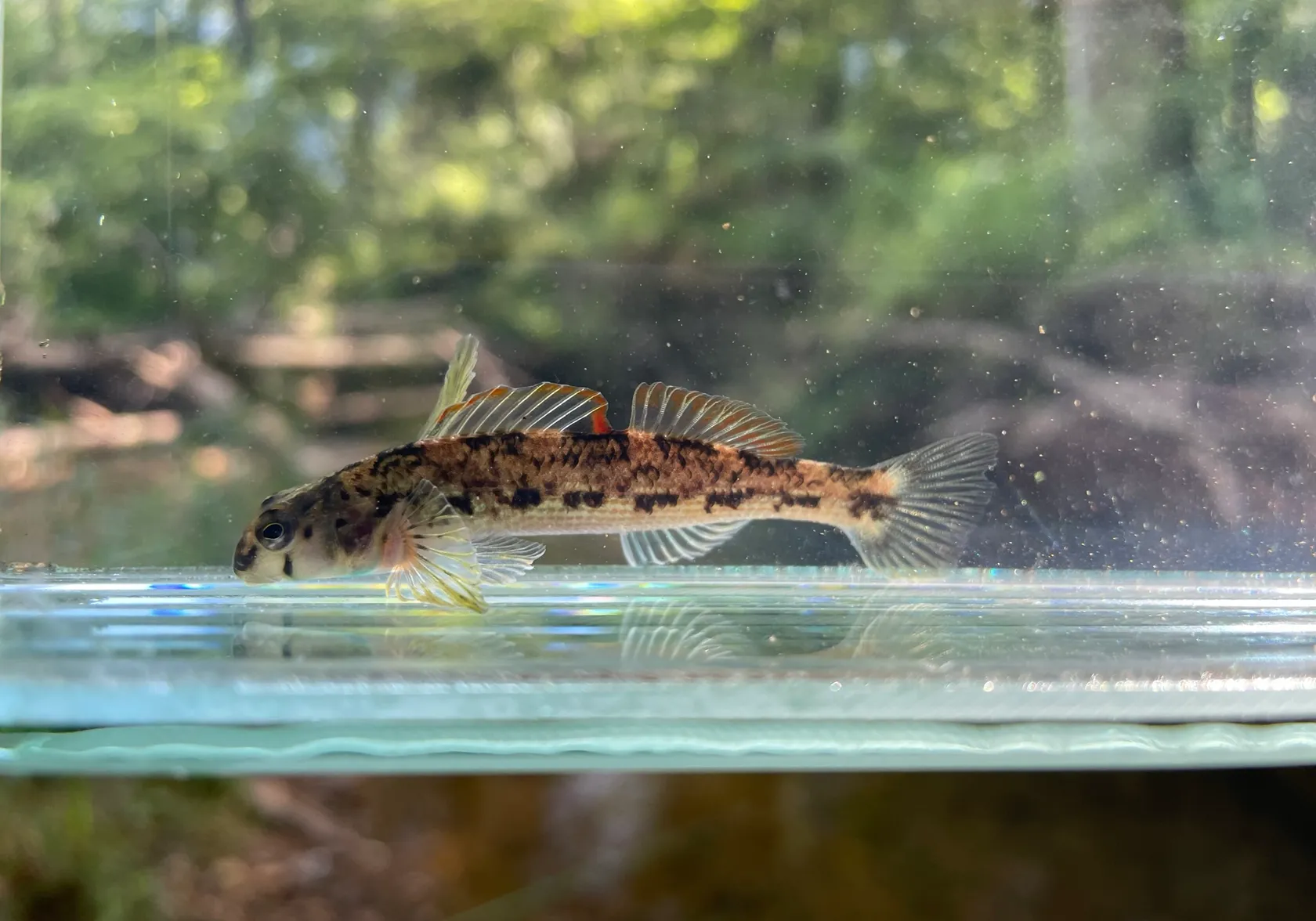 Turquoise darter