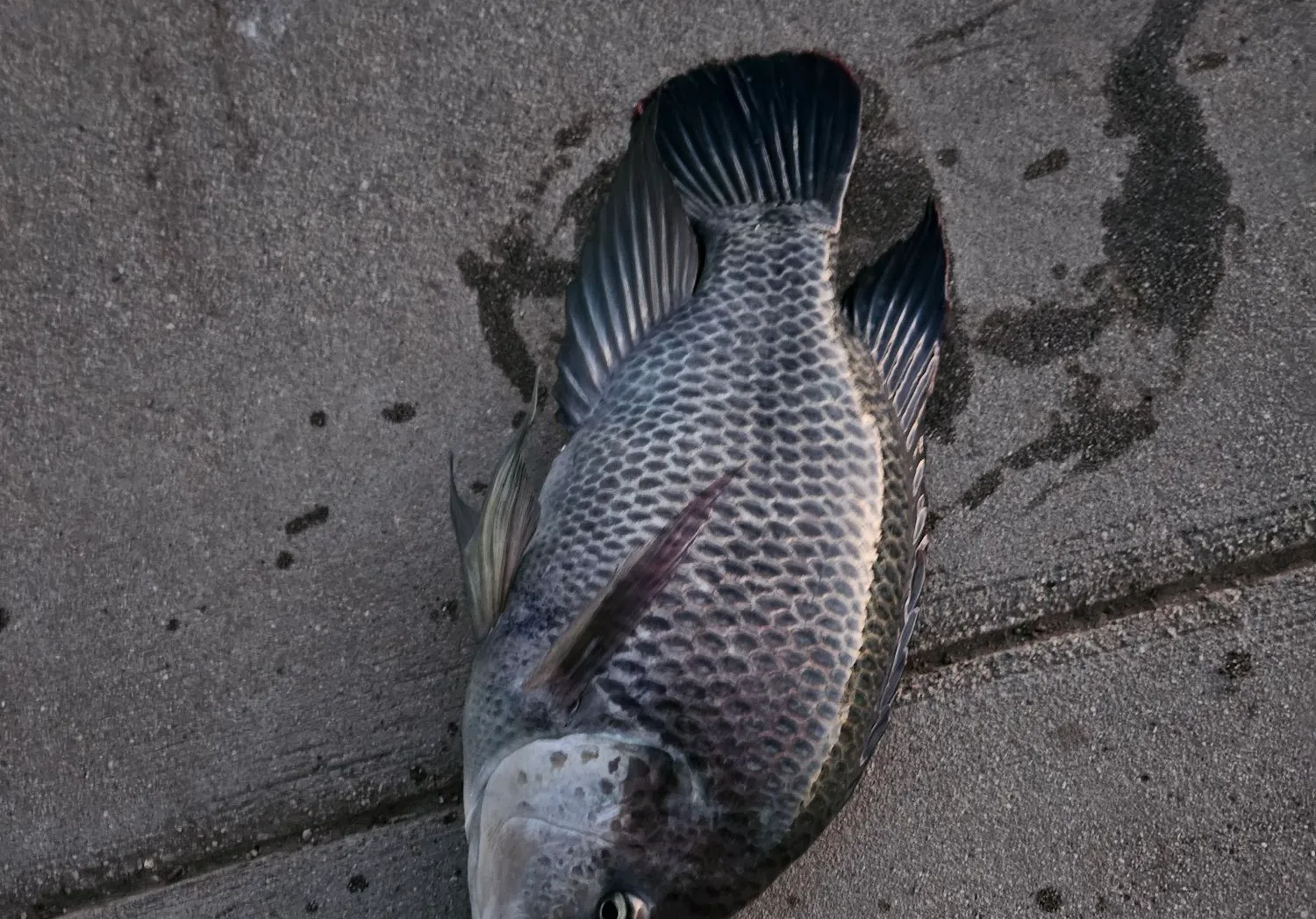 Blue tilapia