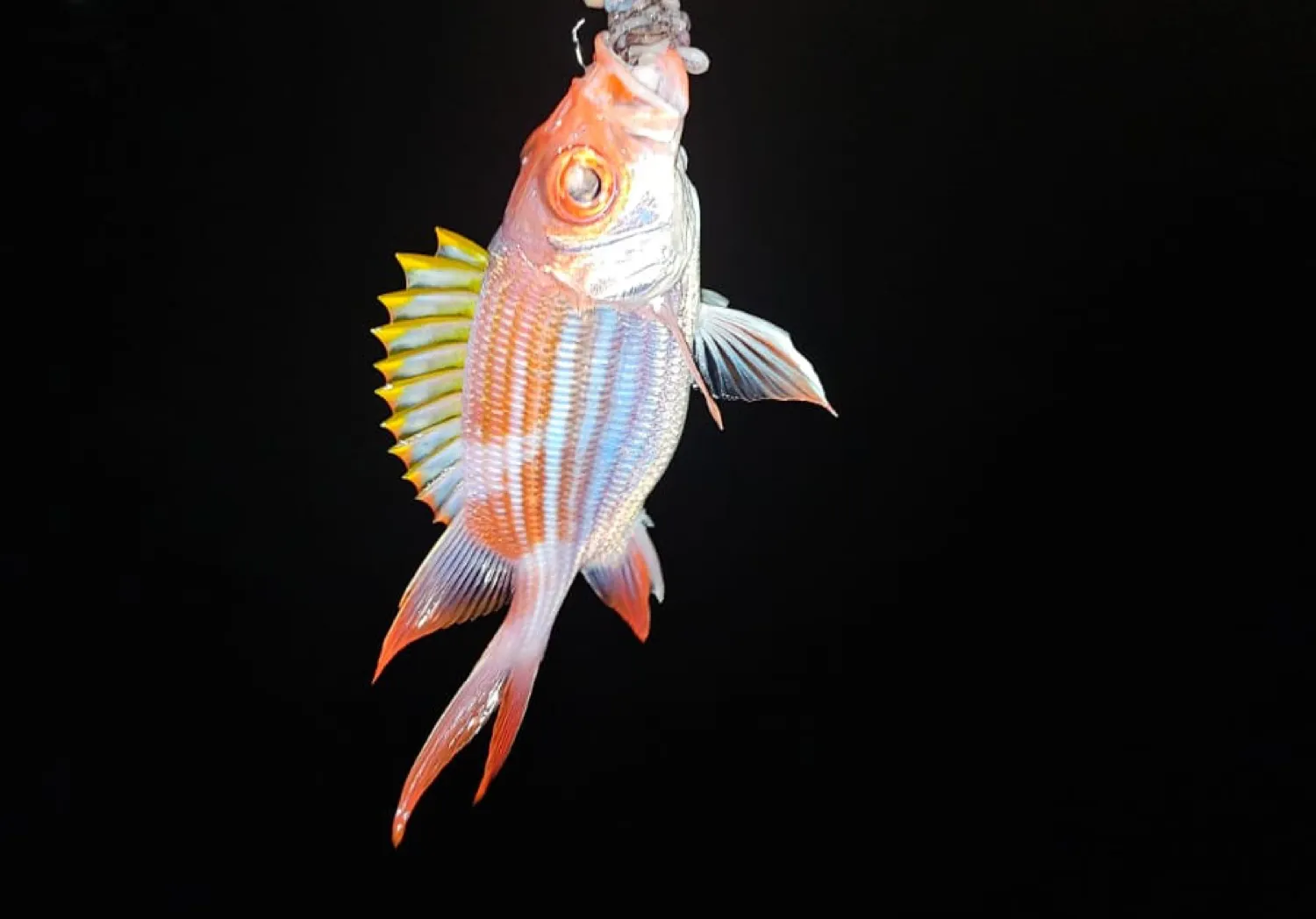 Squirrelfish