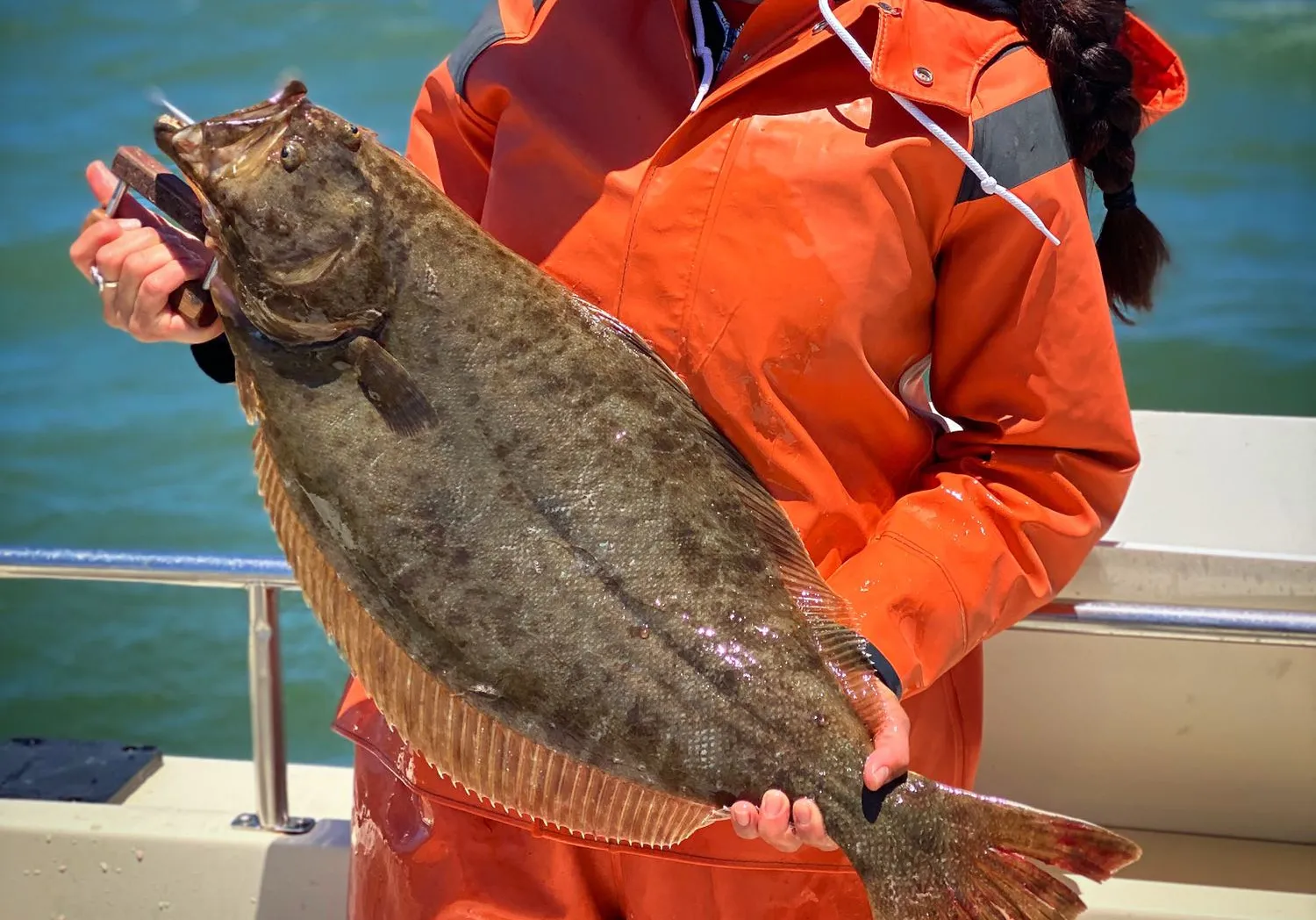 California halibut