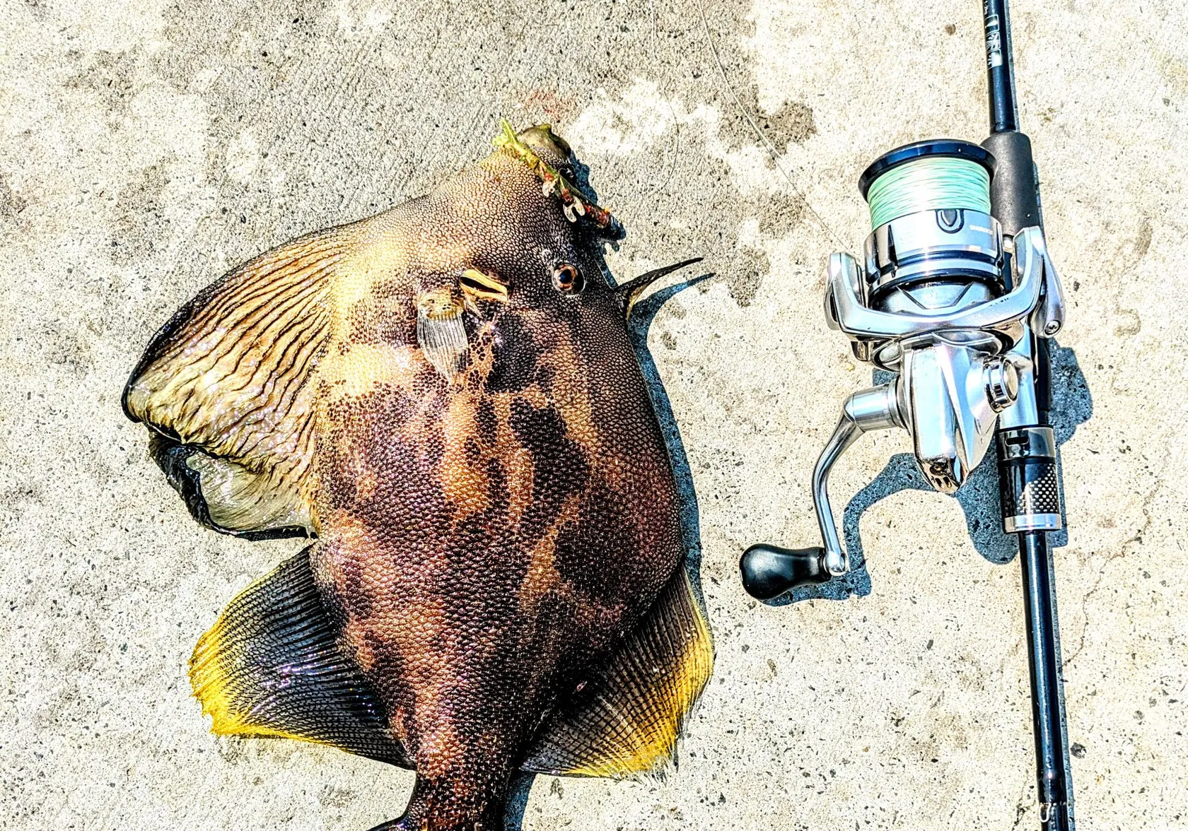 Fan-bellied leatherjacket