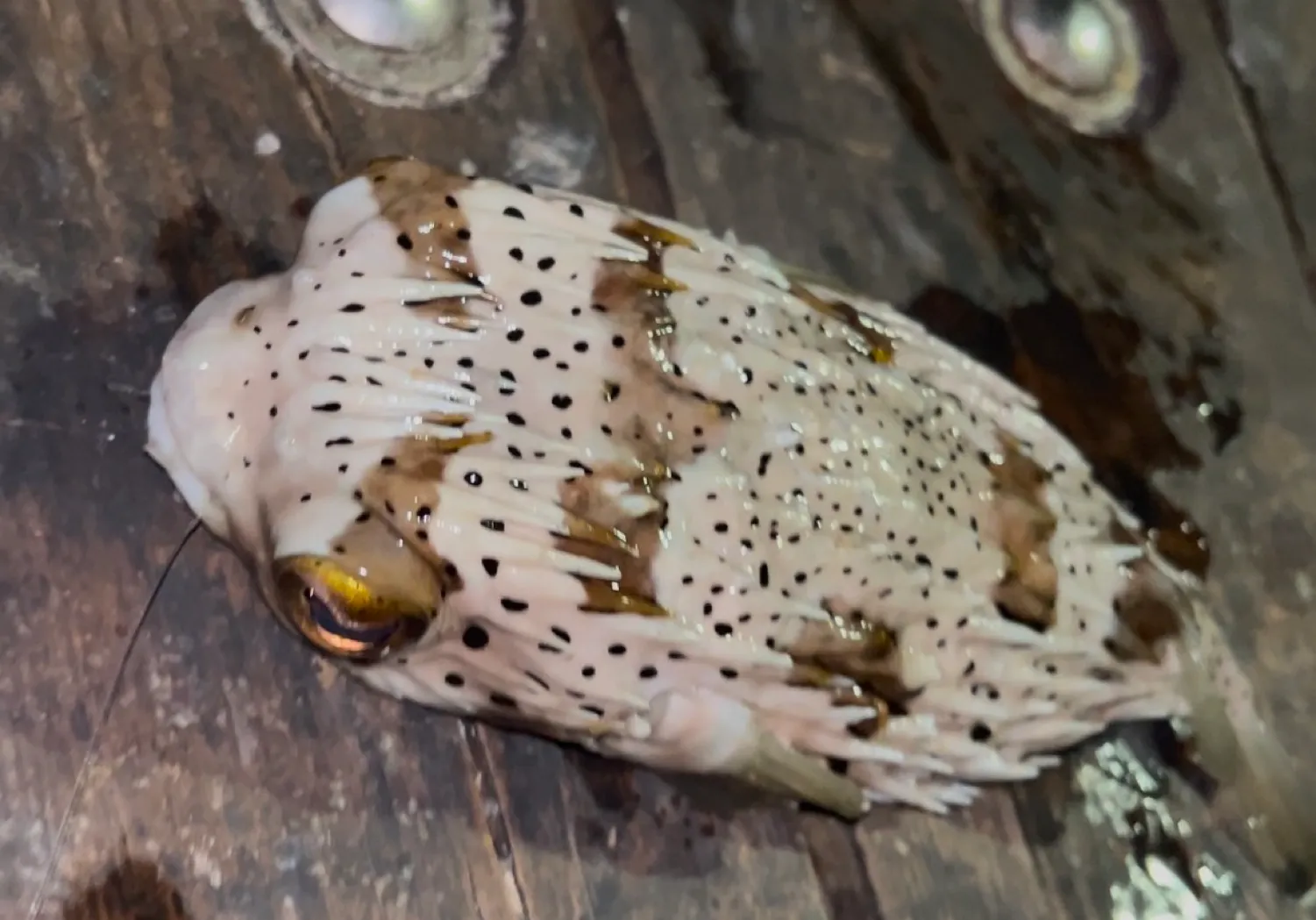 Longspined porcupinefish