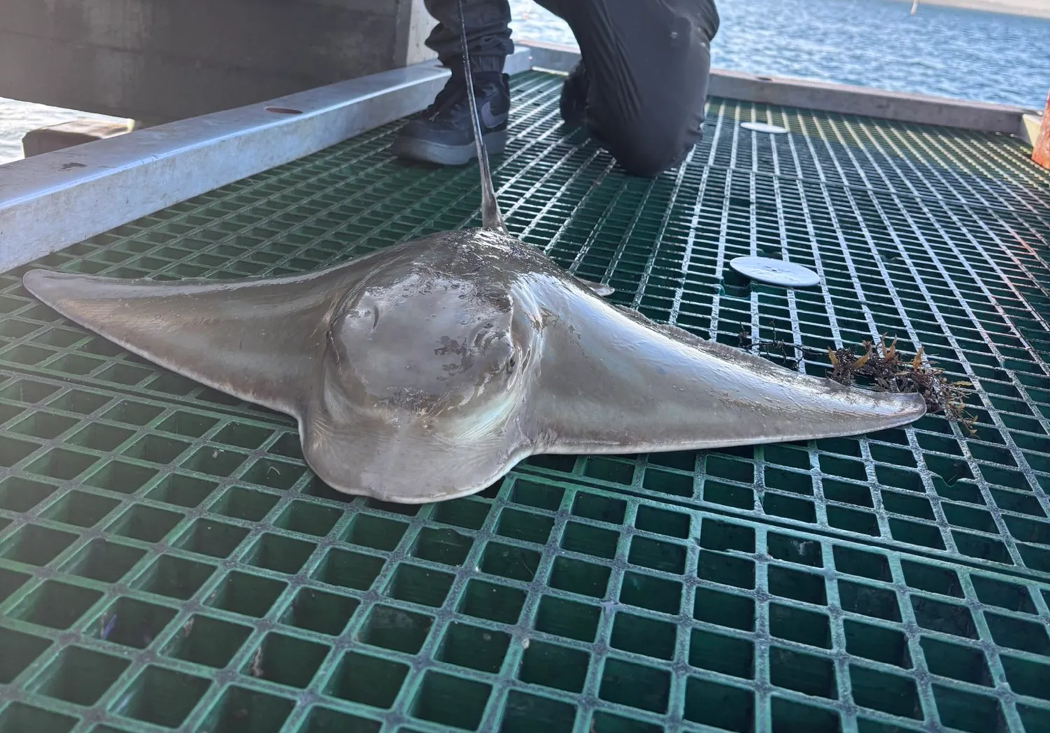 Common eagle ray